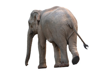 Obraz premium Asian elephant isolated on white background (female)