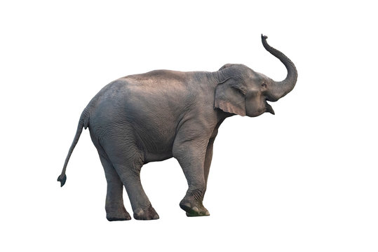 Asian elephant isolated on white background (female)