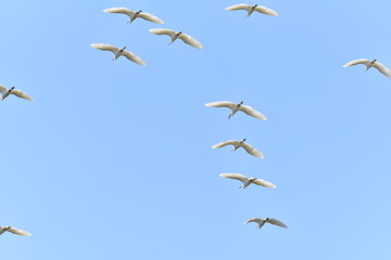 Pelicans are flying back to their habitat.