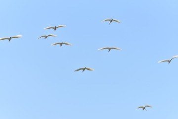 Fototapeta premium Pelicans are flying back to their habitat.