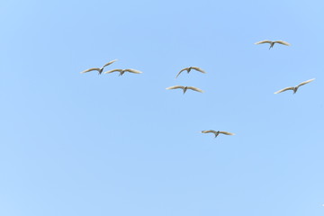 Pelicans are flying back to their habitat.