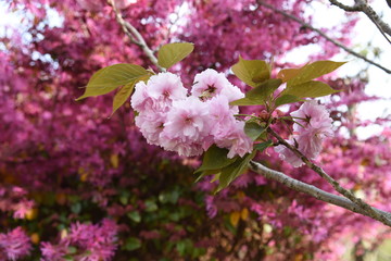 Double cherry blossoms are in full bloom.
