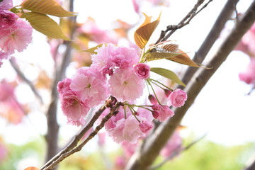 Double cherry blossoms are in full bloom.