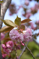 Double cherry blossoms are in full bloom.