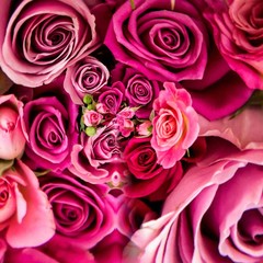 bouquet of pink roses