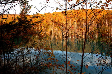 北海道美瑛の紅葉の青池の風景