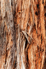 Stringy bark tree rough edges showing on tree trunk.