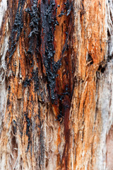 Australian tree oozing dark red & black blood from inside.