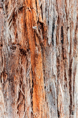 Stringy Bark tree rough surface.