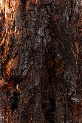 Dark & black Stringy Bark tree surface exposing itself to the elements.