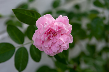 Fresh pink rose