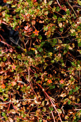 Tiny green & red wild flower bush in abundance.
