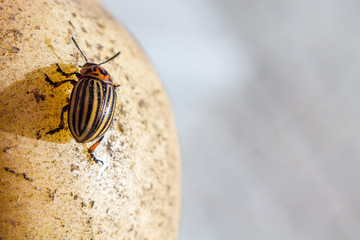 A close up image of the striped Colorado potato beetle that crawls on potatoes and green leaves and eats them.