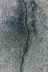 Seaside rock texture with tiny shells scattered across surface.