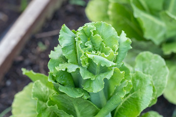 row of green oak lettuce at the garden