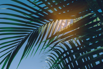 green leaf on tropical tree, summer in nature background