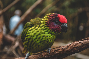 parrot on branch