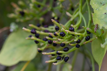 Calabash or Cucurbitaceae (Lagenaria Siceraria) in the garden