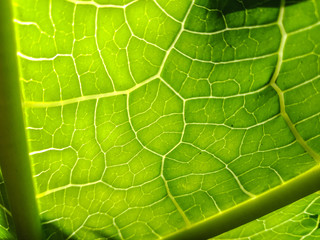 ก้านมะละกอ