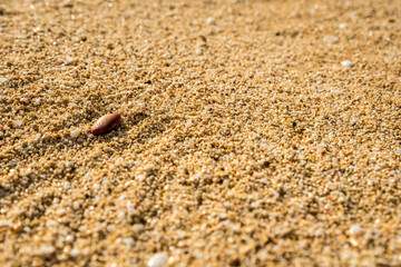Small shells washed up on Sunset Beach on Oahu, Hawaii