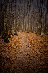 Obraz premium forest in autumn