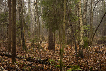 Fototapeta premium forest in autumn