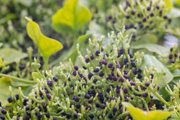 Calabash or Cucurbitaceae (Lagenaria Siceraria) in the garden