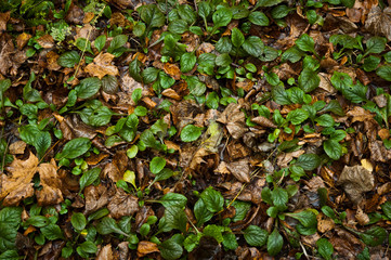 autumn in the forest