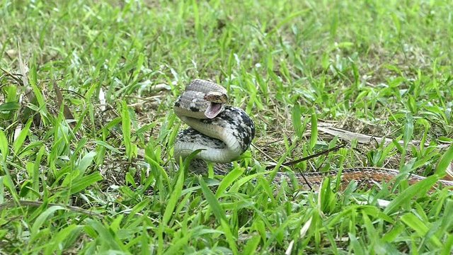 radiated rat snake hurled into the enemy rapidly to bite