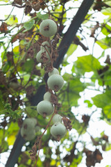 Calabash or Cucurbitaceae (Lagenaria Siceraria) in the garden