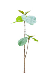 green plant isolated on white background. Little teak tree isolated on white background