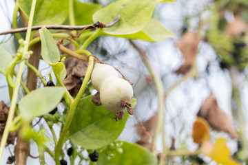 Calabash or Cucurbitaceae (Lagenaria Siceraria) in the garden
