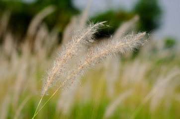 Beautiful white color Mission Grass flower with blurred background.