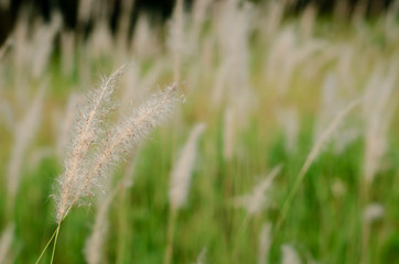 Beautiful white color Mission Grass flower with blurred background.