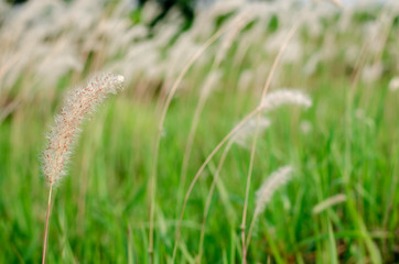 Beautiful white color Mission Grass flower with blurred background.