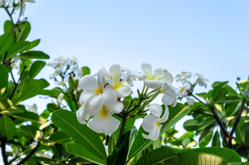 Plumeria Flower