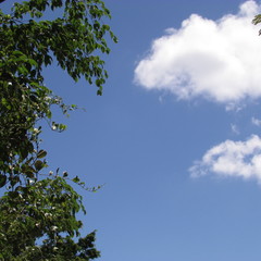 tree and blue sky