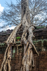 Tree Overgrowing Temple
