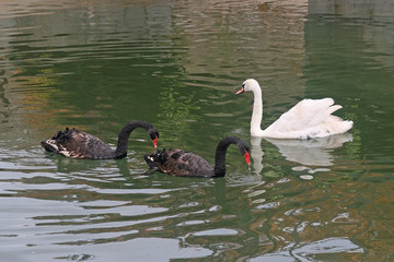 Two black swans swimming in the pond bowed their heads in front of the white whooper swan