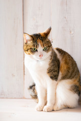 calico cat on white wooden background