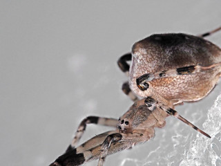 Macro Photo of Spider on The Web Isolated on Gray Background