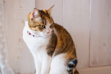 calico cat on white wooden background