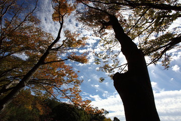 紅葉と秋の空