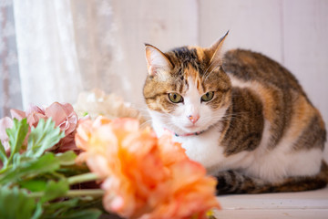 cat with flowers on white background