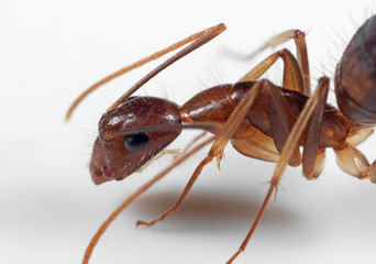 Macro Photo of Head of Ant on White Floor