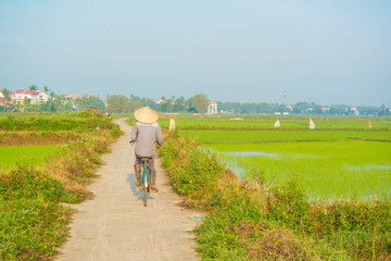 Obraz premium Farmer in a Rice Field in Hoi An, Vietnam.