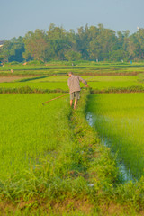 A farmer working in a rice field in Hoi An, Vietnam.