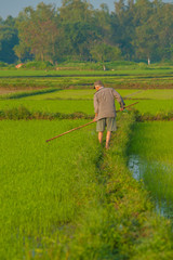 A farmer working in a rice field in Hoi An, Vietnam.