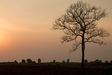 Fototapeta na wymiar silhouette of tree at sunset 