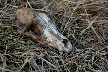 Dog skull on the grass